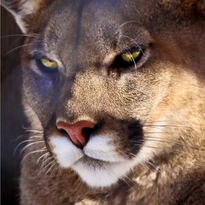 Meet your Posher, Red T